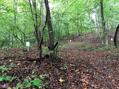 IWT Environmental sensors in forest